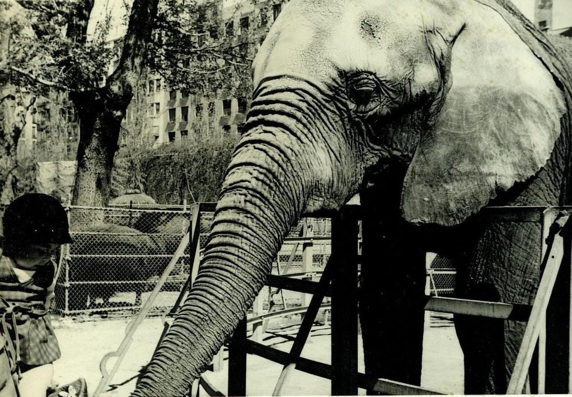 Elefante Perico de la casa de fieras 1967