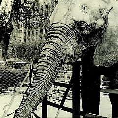 Elefante Perico de la casa de fieras 1967