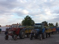 Tractores cargados