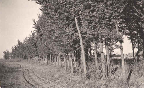 Arboleda del r&iacute;o