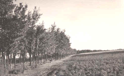 Arboleda que existia en tiempos en el r&iacute;o