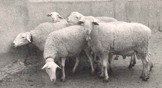 Ovejas que se expusieron en el concurso