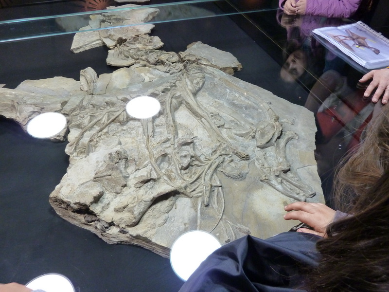 MuseoCiencias1Ciclo_052