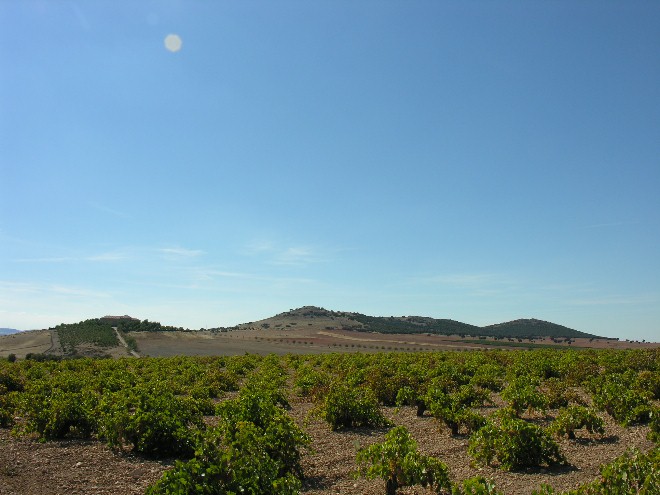 Vi&ntilde;edos
